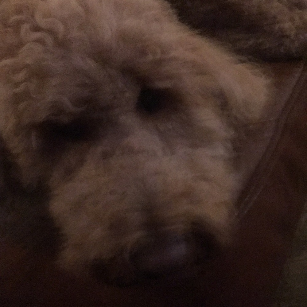 Meet your Posher, Lindsay